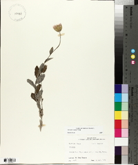 Cirsium texanum image