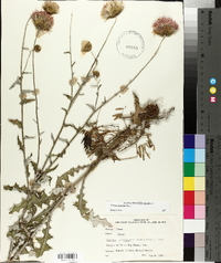 Cirsium texanum image