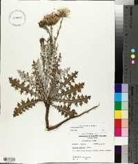 Cirsium texanum image