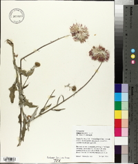 Cirsium texanum image