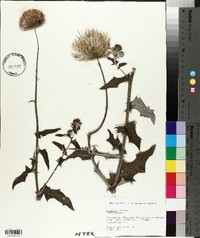 Cirsium texanum image