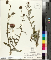 Cirsium texanum image