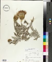 Cirsium undulatum image