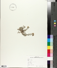 Physaria cinerea image