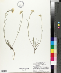 Physaria ludoviciana image