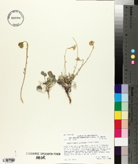 Physaria purpurea image