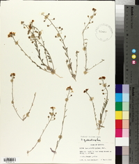 Physaria palmeri image