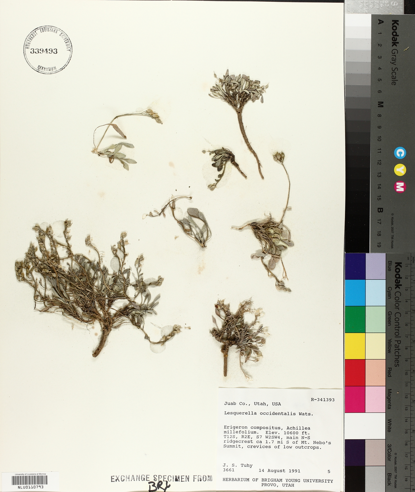 Physaria occidentalis image