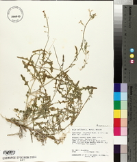 Lyrocarpa coulteri var. coulteri image