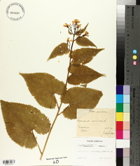 Lunaria rediviva image