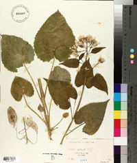 Lunaria rediviva image