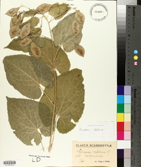 Lunaria rediviva image