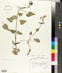 Lunaria rediviva image