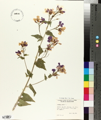 Lunaria annua image