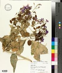 Lunaria annua image