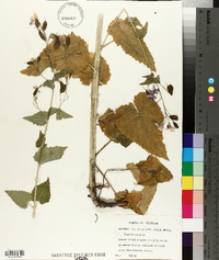 Lunaria annua image