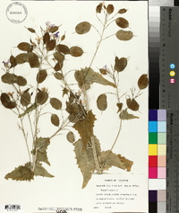 Lunaria annua image