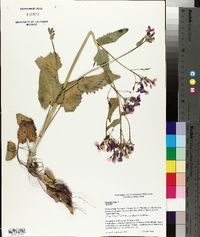 Lunaria annua image