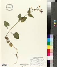 Lunaria annua image