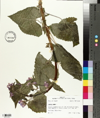 Lunaria annua image