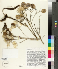 Lunaria annua image