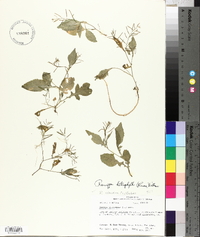 Rorippa heterophylla image