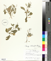 Rorippa heterophylla image