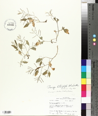 Rorippa heterophylla image