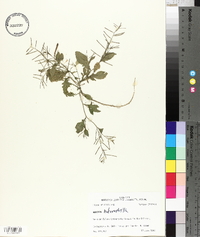 Rorippa heterophylla image