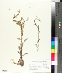 Rorippa sessiliflora image