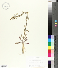 Rorippa sessiliflora image