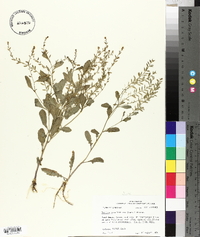 Rorippa sessiliflora image