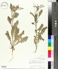 Rorippa sessiliflora image