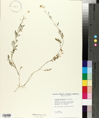 Rorippa sylvestris image