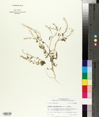 Rorippa sessiliflora image