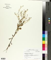 Rorippa sylvestris image