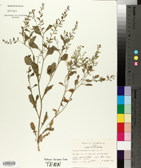 Rorippa sessiliflora image