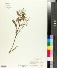 Rorippa sessiliflora image