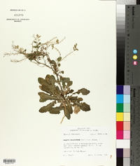 Rorippa sessiliflora image