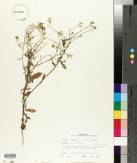 Rorippa sessiliflora image