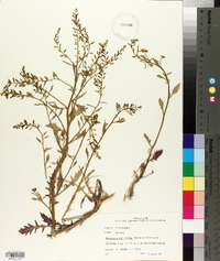 Rorippa sessiliflora image