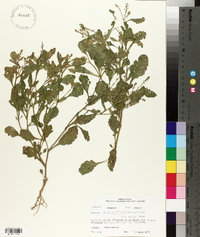 Rorippa sessiliflora image