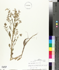 Rorippa sessiliflora image