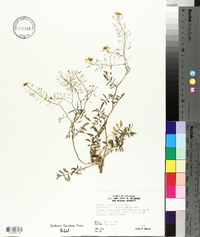 Rorippa sylvestris image