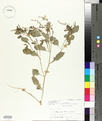 Rorippa sessiliflora image