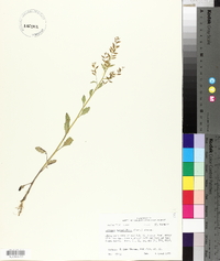 Rorippa sessiliflora image