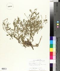 Rorippa sessiliflora image