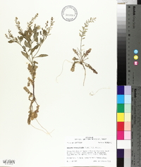 Rorippa sessiliflora image