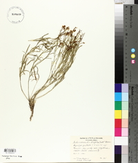 Sisymbrium linifolium image