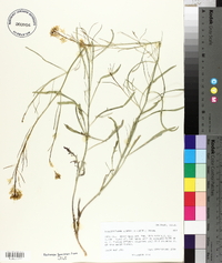 Sisymbrium linifolium image